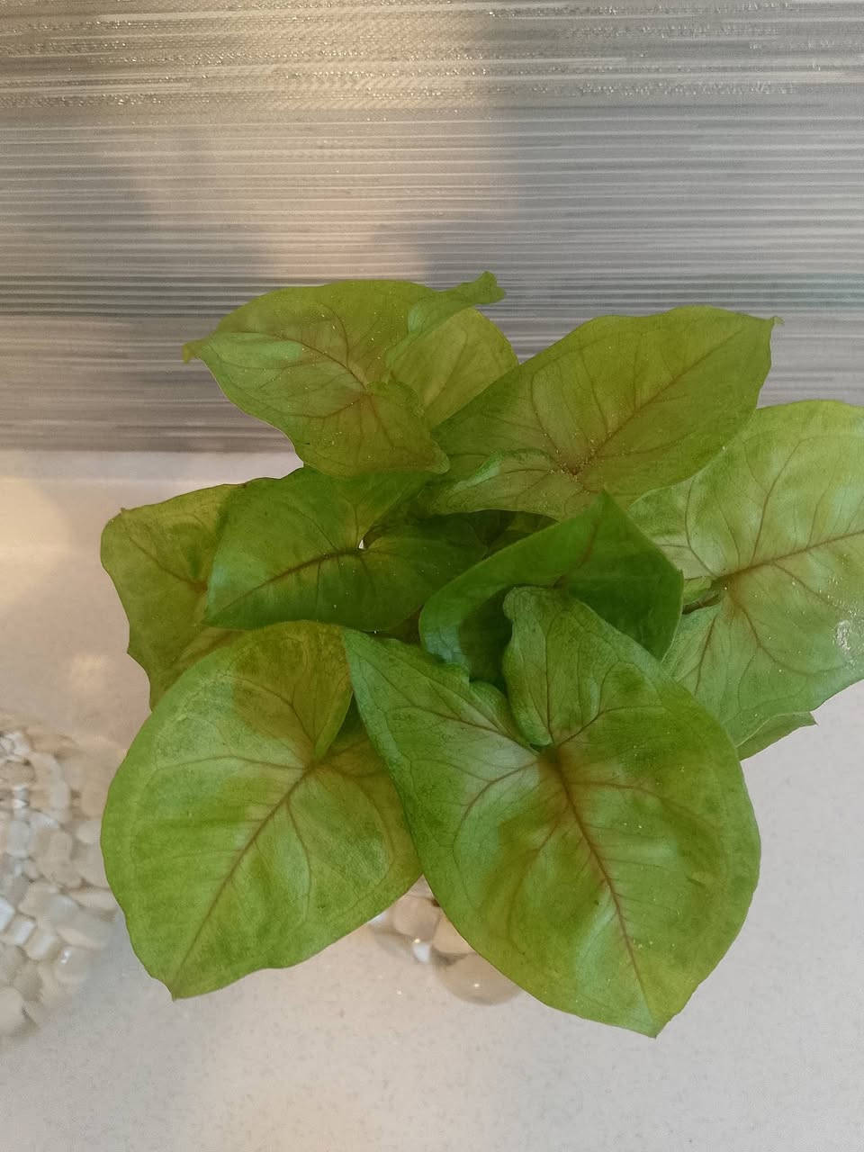 القطعة 8الف نبات مائي


**إذا كنت صاحب هذا الإعلان وتريد حذفه لأي سبب، رجاءا أرسل رسالة إلى الدعم الفني**