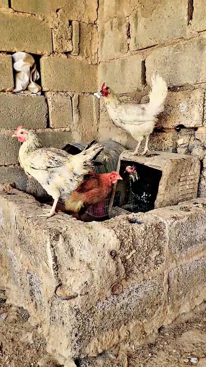 للبيع دجاج عرب زوج 25 وديج ب 15 ولفسيفسه كاركه بدون بيض سعر 30 ولبراهما ب 15 مكان حديثه


**إذا كنت صاحب هذا الإعلان وتريد حذفه لأي سبب، رجاءا أرسل رسالة إلى الدعم الفني**
