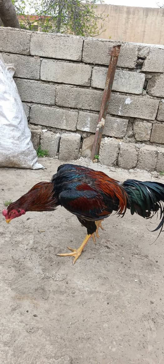 متاح ديج هندي مخلف عمرة ١١شهر وجهة ناشف منكارة حاد بعدة باول ريشة سعرة 40مكاني جنوب الموصل 
***********
***********
