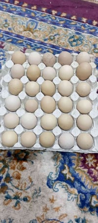 بيض عرب • بيض نضيف • طبقة بيض