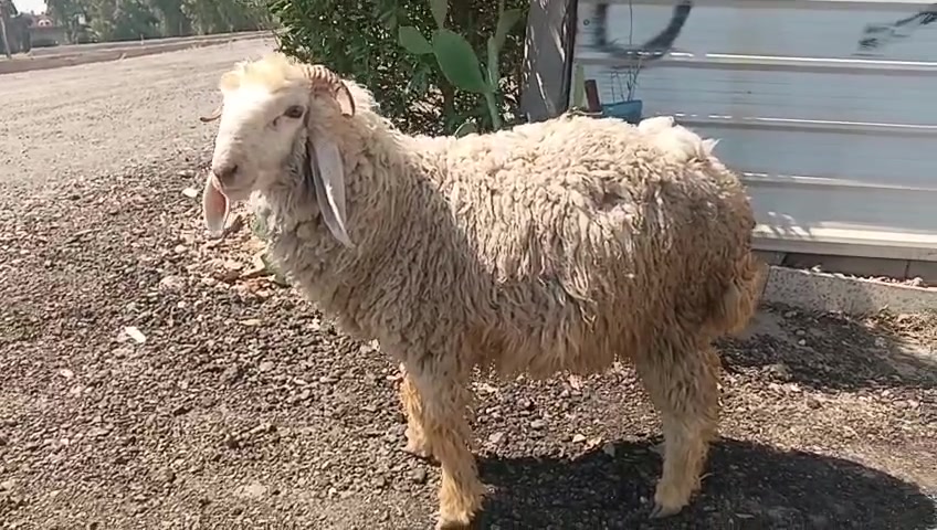سلام عليكم طلي فحل للبيع شراي يتصل ***********خاص واتساب توصيل موجود مكاني حي البتول
