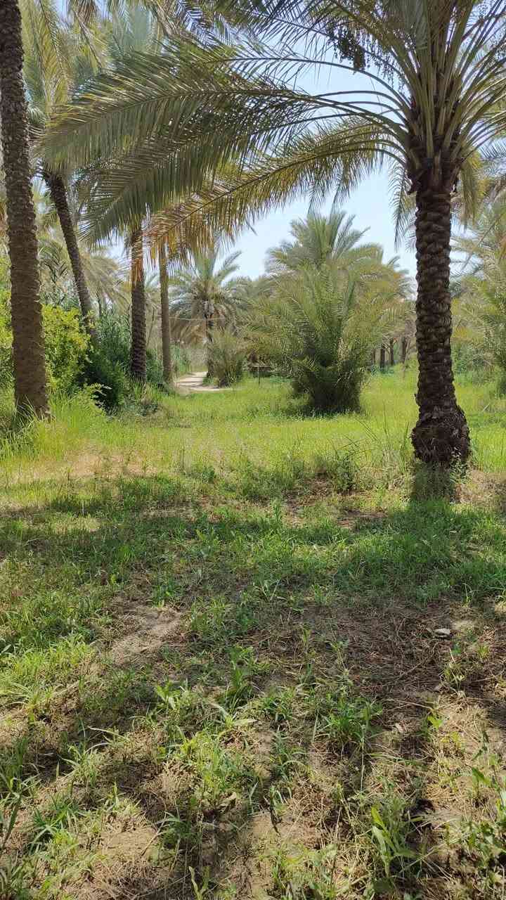 دونم واجه 35 طابو زراعي سند 25 تحويل مباشر بستان خدمات كامله موقعه الحسينيه قرب منطقة العطيشي العسافيات سعر مناسب يحتوي على أكثر من 50 نخله اصناف مختلفه 
***********
