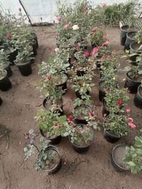 ورد جوري عراقي • ورد إيراني • مشتل الرحمن