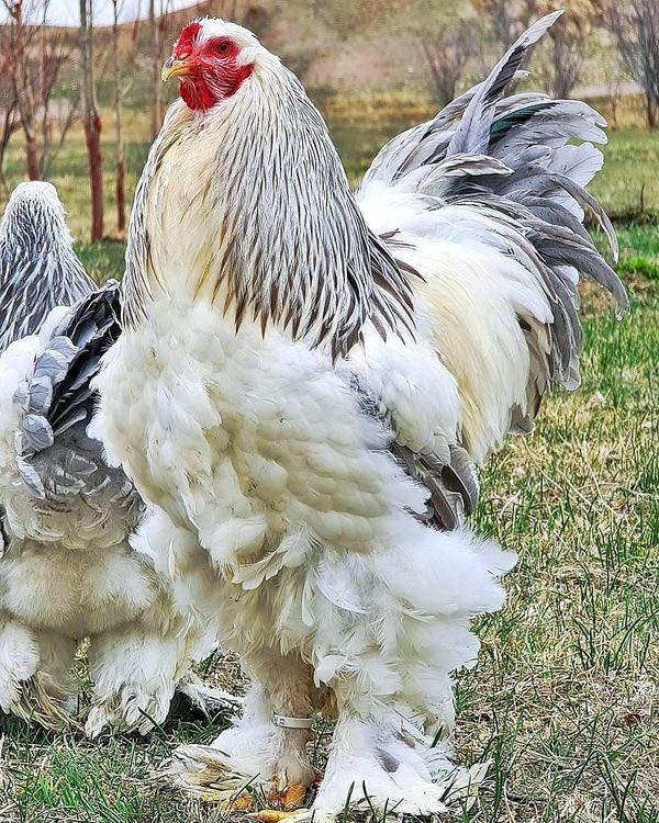 متاح افراخ براهمه دكتوره الخط الاول العمر شهر العدد 10 سعر الزوج 40


**إذا كنت صاحب هذا الإعلان وتريد حذفه لأي سبب، رجاءا أرسل رسالة إلى الدعم الفني**