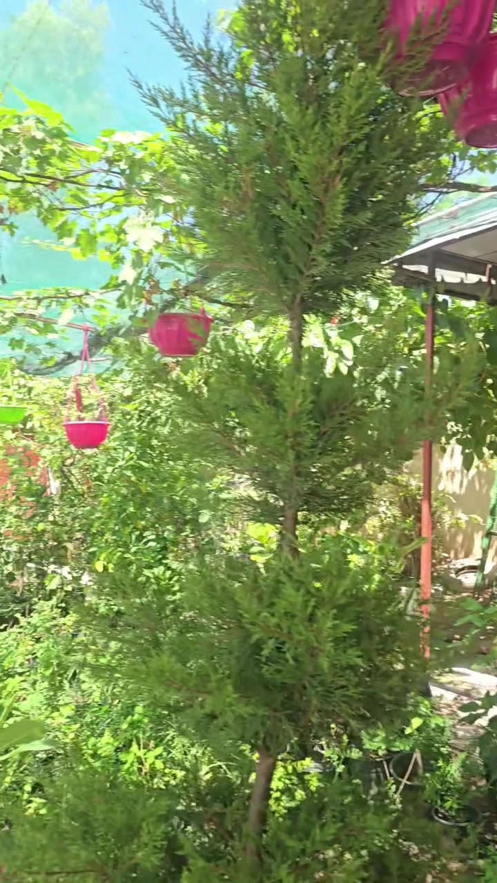 جمعه مباركة من مشتل تل الورد


**إذا كنت صاحب هذا الإعلان وتريد حذفه لأي سبب، رجاءا أرسل رسالة إلى الدعم الفني**