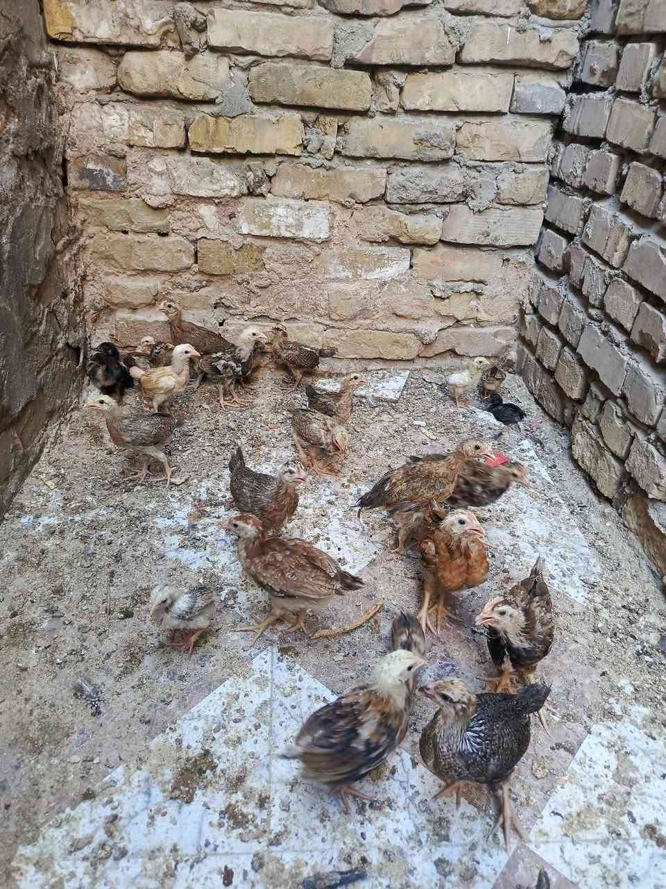 متاح فراريج عرب عمر شهرين صحه خير من الله مكان المحاويل حي ابو زديره الشراي يرسلني او ***********
