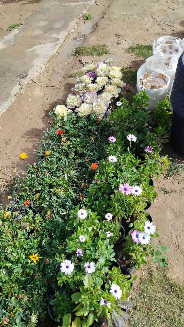 مشتل نعناعه الرفاعي الصوب الاول مجاور جسر المشاة بتجاه السايلو مقابل مدرسة الرقيم الاهليه يوجد خدمة توصيل ***********
