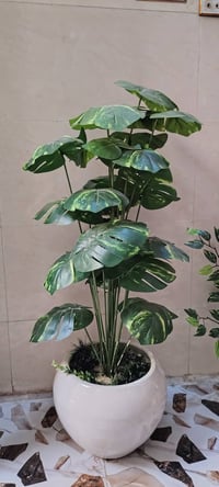 أشجار خضار وسنادين ورد بأشكال جميله وقياسات مختلفه جمله ومفرد للطلب را...