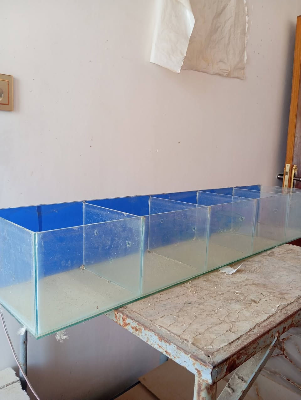 حوض مال اسماك فايتر الطول متر مقطع ٥ احواض كل واحده طول ٢٠ سانتيم


**إذا كنت صاحب هذا الإعلان وتريد حذفه لأي سبب، رجاءا أرسل رسالة إلى الدعم الفني**