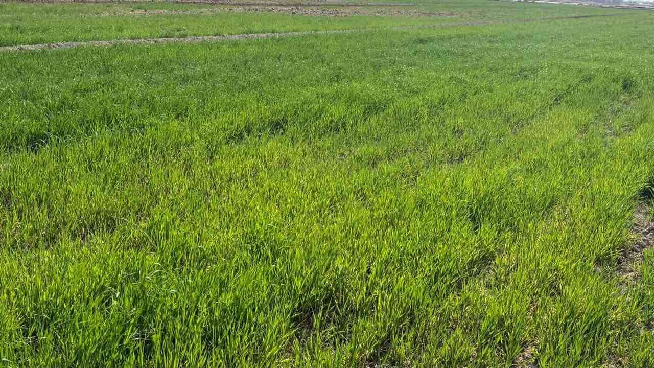 زرع شعير 10دوانم للبيع
الناصريه الرفاعي على السابله شارع ابو الماش 
تبعد عن مدينة الرفاعي 3كيلو 
ماي متوفر بيه 
تصل على لرقم ***********
اواسيا ***********
