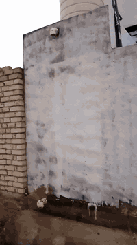 مشتمل زغير
للايجار زراعي الجربوعية الثانيه قرب المختار أبو صادق/المشتمل مثل ماموظح بالفيديو سعر الايجار 160الف ***********
