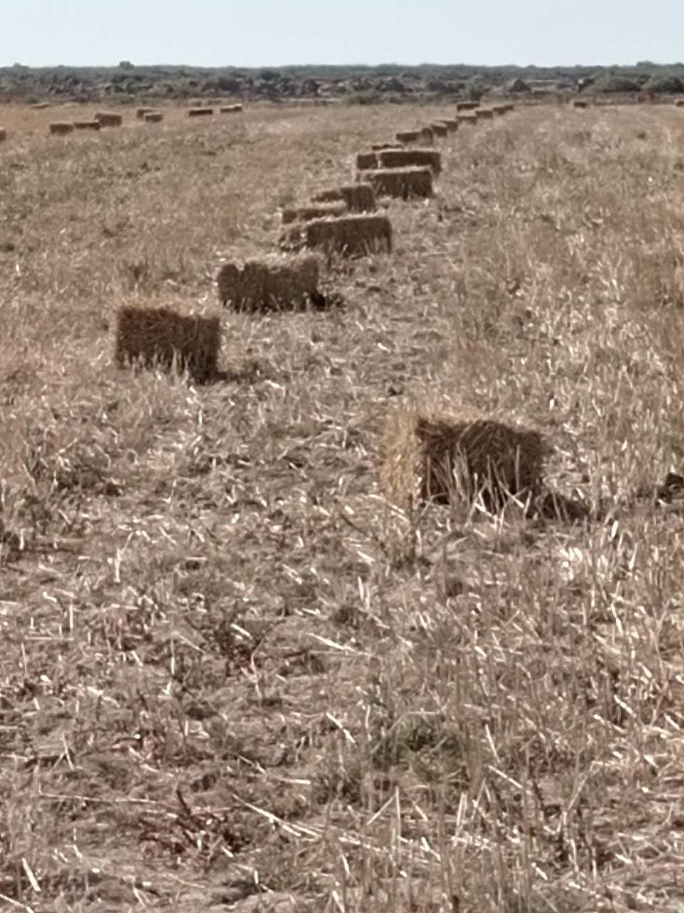 السلام عليكم كبس حنطه سويتر للبيع مكان علي الغربي للاستفسار *********** /*********** كميه مفتوحه

