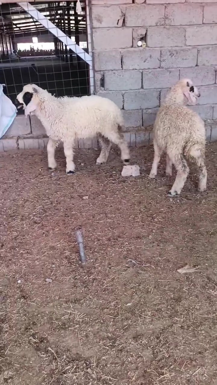السلام عليكم فحل وفطيمه مال ربط شرط النصاحه
حلوات مال ربط     مكاني التاجي ***********
‏‪***********‬‏
