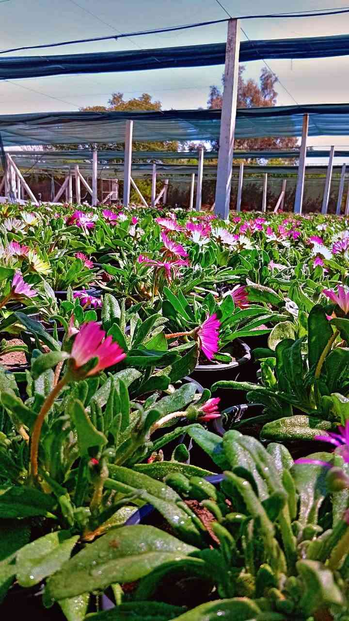 سلام عليكم اخواني الاعزاء
توفر  لدينا في مشتل وغابات النعيميه شتلات ورد البتونيا 

يتوفر 5نوعيات الوان 

سعر الشتله بجمله ٣٥٠ دينار 

ام المفرد ب٥٠٠دينار

تواصل واتس ***********
الاثير ***********
