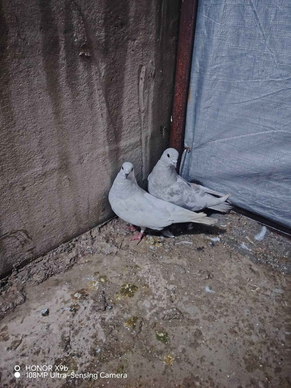 بخاريات لبيع ٣ أزواج سعر الزوج ١٥ المكان حمدانيه *********** رقمي الاسيا***********
