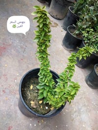 ورد طبيعي • توصيل مجاني • هبهب