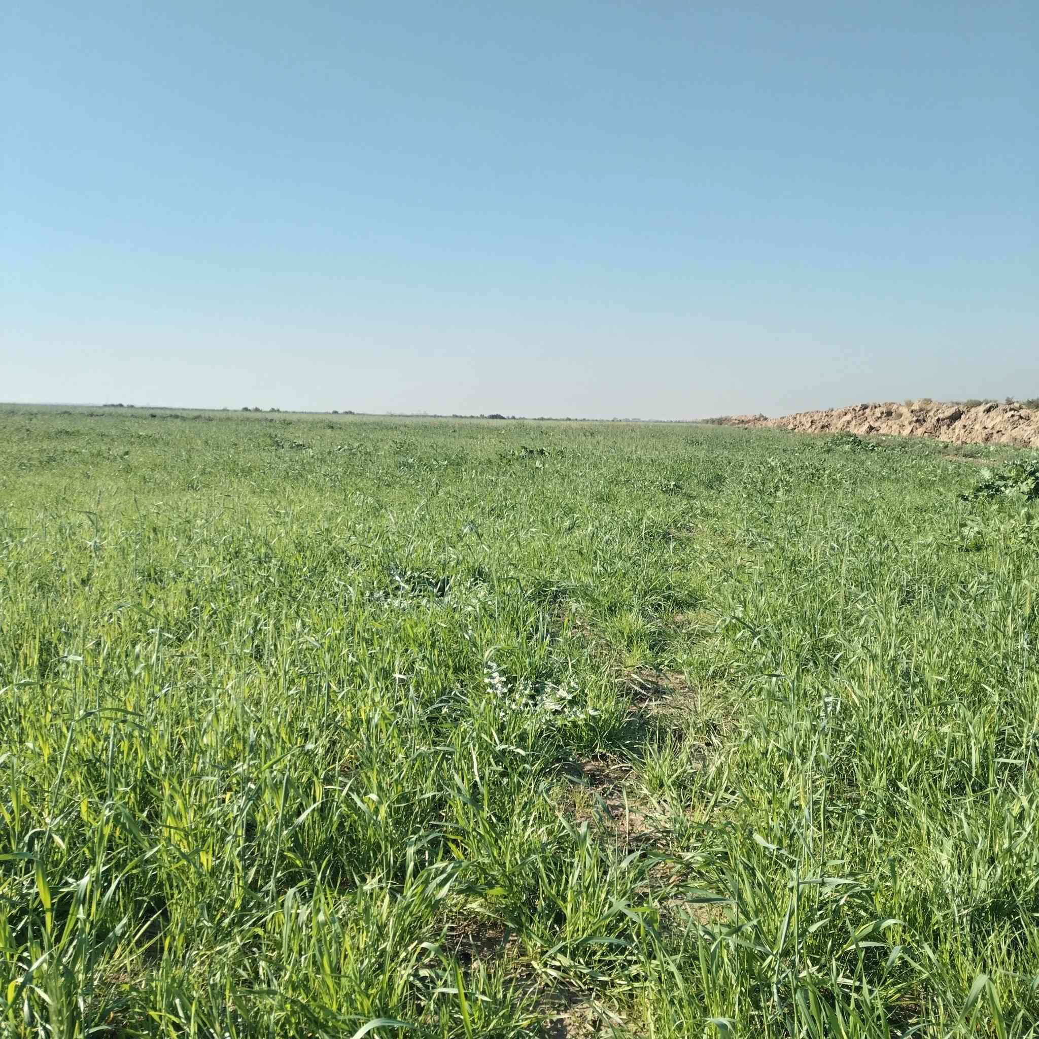 سفحه للبيع 45 دونم كله ضاربه نايمه
مكان  طريق سيد أحمد رفاعي  بصف بزل يم  بوريات الزيديه  ماي متوفر بيها
  للاتصال ***********
***********
