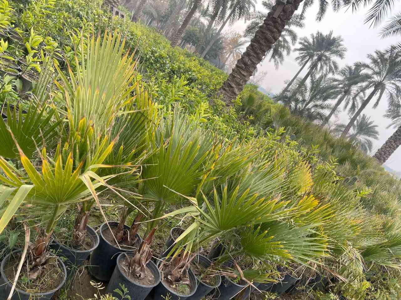 نخل واشنطنيا نخل الزينه حجم السندان 24 21
يوجد توصيل داخل بغداد لطلب والاستفسار المراسلة خاص


**إذا كنت صاحب هذا الإعلان وتريد حذفه لأي سبب، رجاءا أرسل رسالة إلى الدعم الفني**