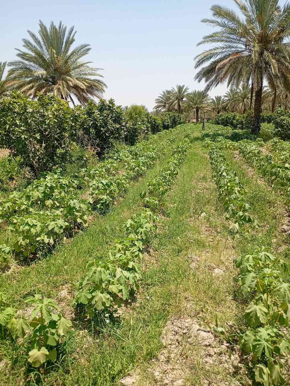 يوجد لدينا دوله ونص طاب زراعي سنه 25 تحويل باسم المشتري كافه الخدمات  اساله وماي سقي ويوجد  في  وتحوي على تين حوالي 50 تينه حمال وقاع مزروعه بانيه حاليا ونخل وقاعد ترهم للسكن وتصير مزرعه وطريق زوار الامام الحسين ترهم حتى موكب       التصال***********
