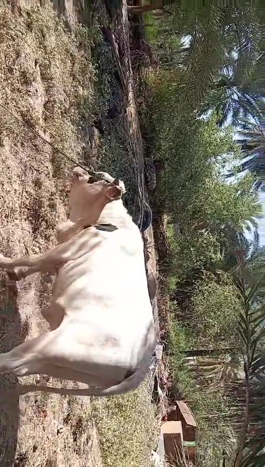 عجل ثكيل خير من الله ويرهم ضحيه مكاني بابل جبله ///***********
