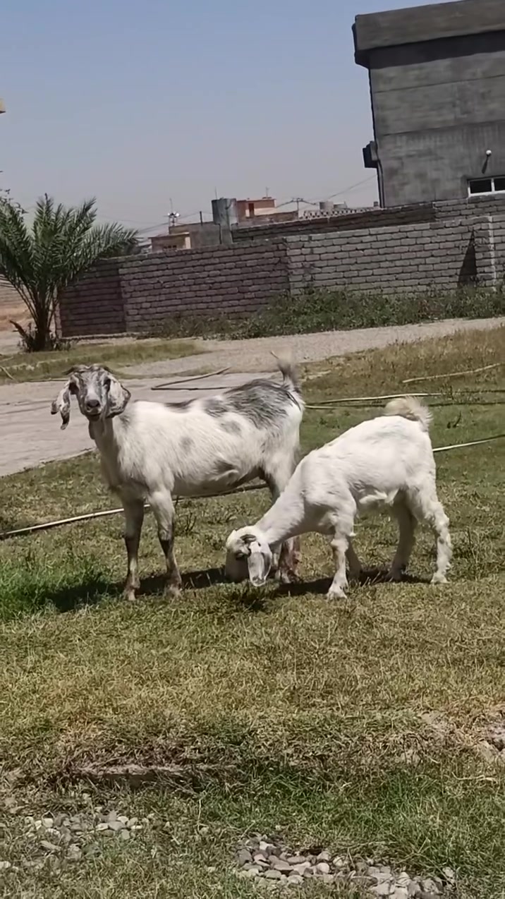 السلام عليكم 
صخله حمدانيه رغوث 
أول بطن وراها صخله خشف تبارك الرحمن 
حليب فووول 
مكفلات من كل عيب
مكاني الشرقاط 
***********
