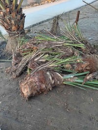 فسائل مجاناً • ديري خضراوي • داخل الرفاعي