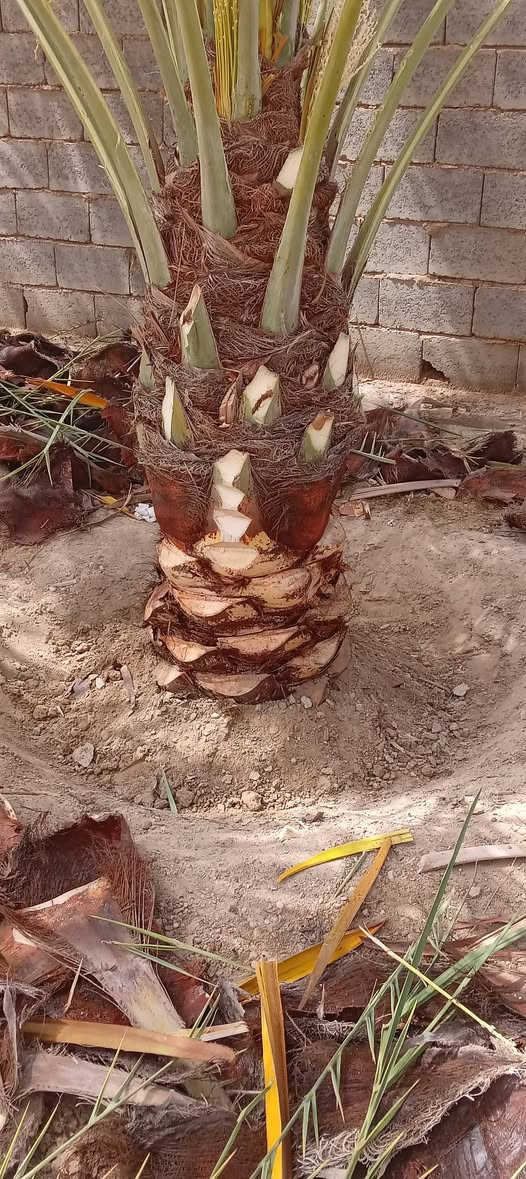 من رخصه الدمن يوجد. كادر تكريب نخيل نقل فسايل تكريب تنضيف علاج ها ***********
