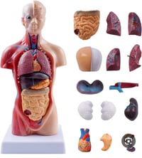 مجسم • كامل الاعضاء