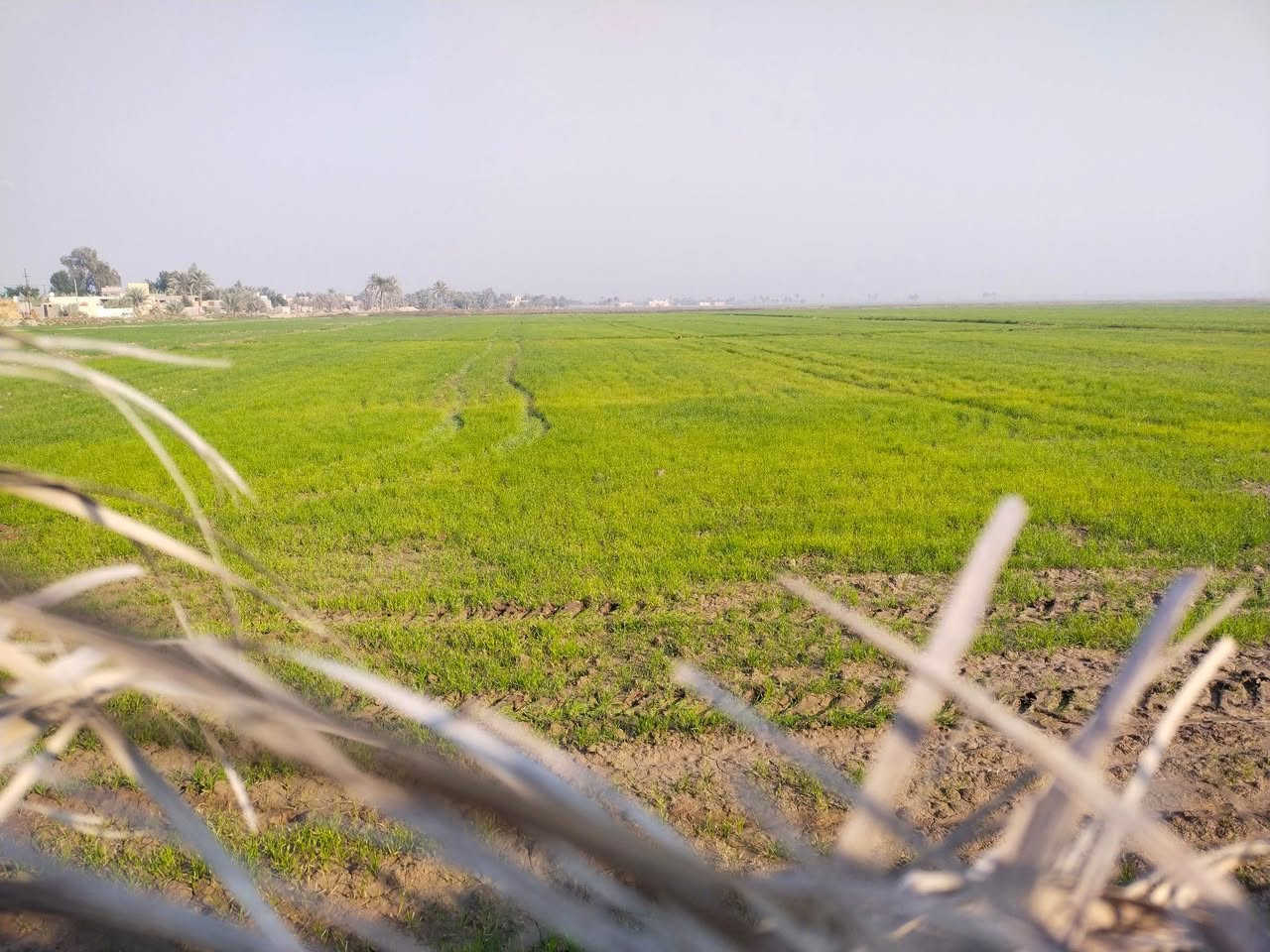 ارض زراعيه6دونم عقد35مجدد حديث عشرة سنوات بيه بيتين مرتبات وبستان الوان العنوان نجف ناحية الحريه استفسار *********** سعر 175 مجال قليل
