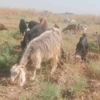 معزات • دجاجات • الشرقاط قريه العيثه