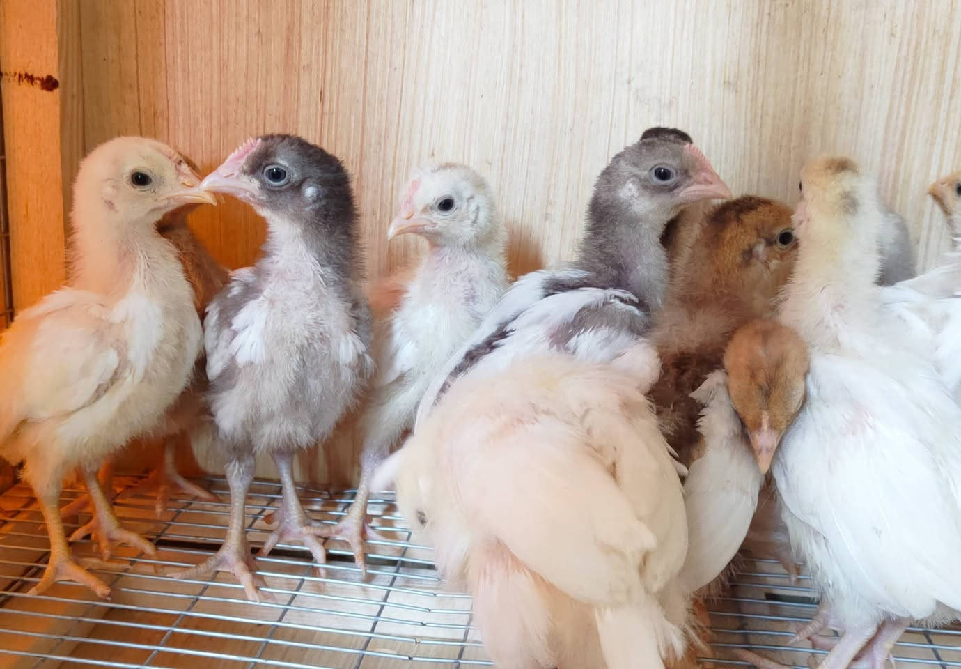 متوفر 8 أفراخ من الامهات المعروضة 

الزوج 10 

مكان كوفة يوجد توصيل داخل النجف 

***********
