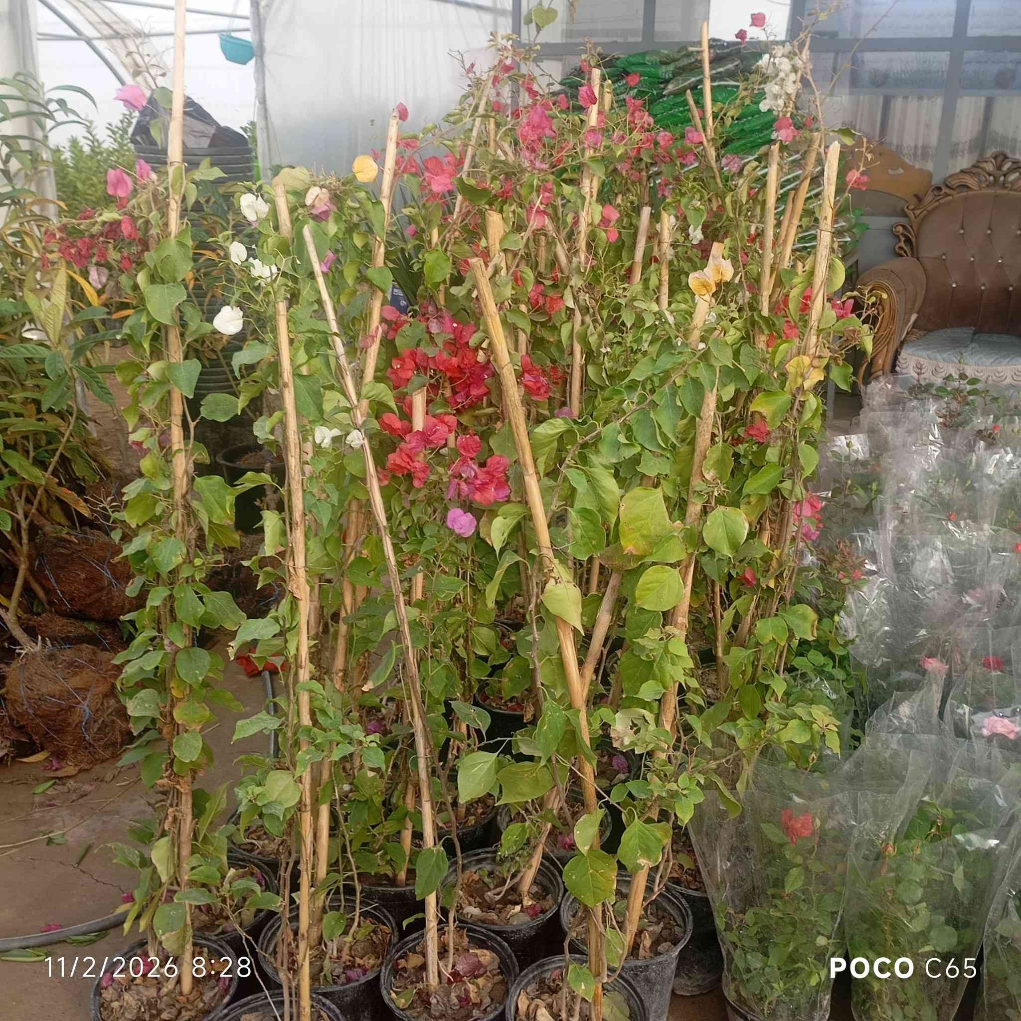 على بركة الله تعالى ✨🌿
تم وصول وجبة من الثيل الهندي الدرجة الأولى 🏞️☘️🍀
 ومجموعه من الحمضيات واوراد الزينه🌿🌳✨
 عنوان المشتل قضاء بلد شارع الامام السيد محمد ع يوجد توصيل داخل قضاء بلد 
للاستفسار 
***********
***********
