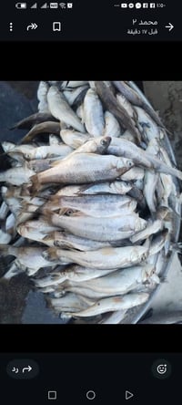 دواجن ابو عباس • أسماك ١٫٥–٢٫٥كغ • توصيل كربلاء