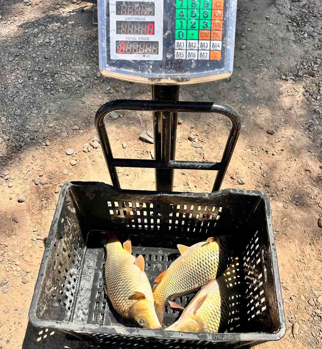 يوجد سمك للبيع متواجدين قري سيطره حي المزرعه سعر كيلو 5ونص
ملاحظة يوجد لدينا كافه الاوزان استفسار او حجز اتصل ***********

‭***********‬
