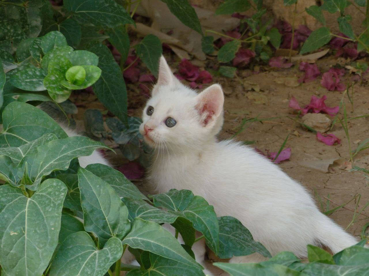 كامره للبيع


**إذا كنت صاحب هذا الإعلان وتريد حذفه لأي سبب، رجاءا أرسل رسالة إلى الدعم الفني**