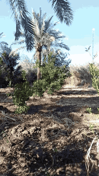 للبيع  بستان دونم واحد ملك صرف مع هيكل في منطقة شاطئ التاجي خلف معسكر ...