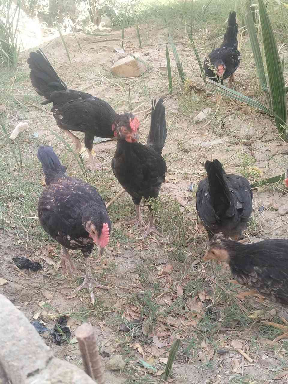 الحلال كحلي كويتي افرك  عمرهن شهرين ونص ملقحات وجاهزات شوف الشكل ونصبه الزوج 30 مكاني الناصريه


**إذا كنت صاحب هذا الإعلان وتريد حذفه لأي سبب، رجاءا أرسل رسالة إلى الدعم الفني**