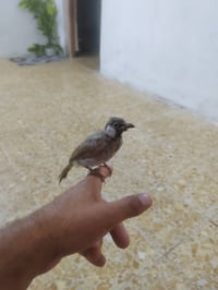 بلبل • ديالى • طيور زينة