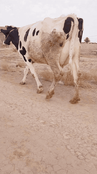 اللهم صل على 🧿 محمد وال محمد
مطفل هوالشتاين اصل ام #ثاني  بطن  وراها #بجر   
تلقيح
كافة شروط الجني انطيه ضمان عاقله فقير اي واحد يحلبه زلمه مره طفل تحلب 20  وكتين العنوان بابل الشوملي للستفسار ***********///***********
***********بي واتساب 👉/// امانه الله ملقحه 45يوم تلقيح بيطار
