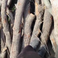 خشب كرامي • حمل كنتره • اسديره