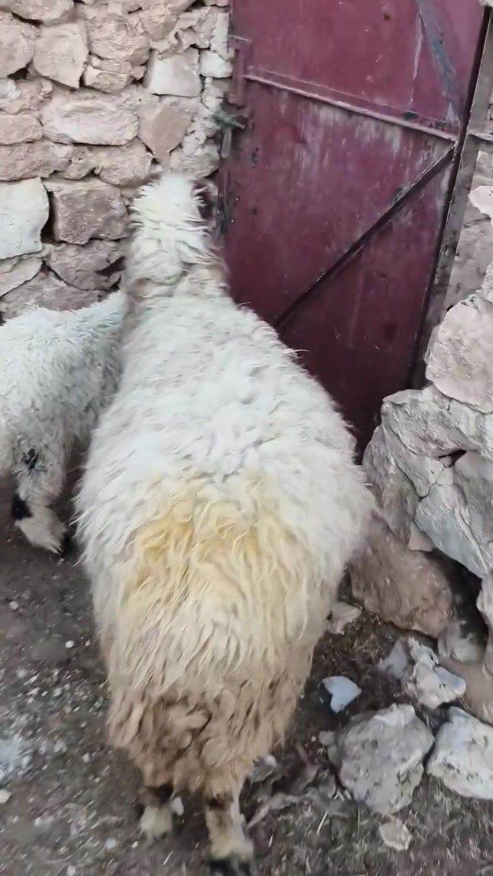 متاح نعجه مطفل وره فطيمه نعجه خشنه وشكه طويله شرط نصاح سن وشطر شتريد ترهم ربط جنيه سعر خاص مكان بروانه سنجك يوجد توصيل حسب لاتفاق ***********
