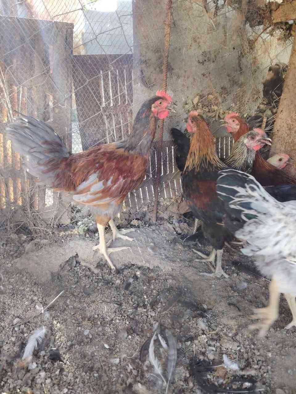 السلام عليكم متاح ديوكه عرب 
للبيع حلوات ونشطات


**إذا كنت صاحب هذا الإعلان وتريد حذفه لأي سبب، رجاءا أرسل رسالة إلى الدعم الفني**