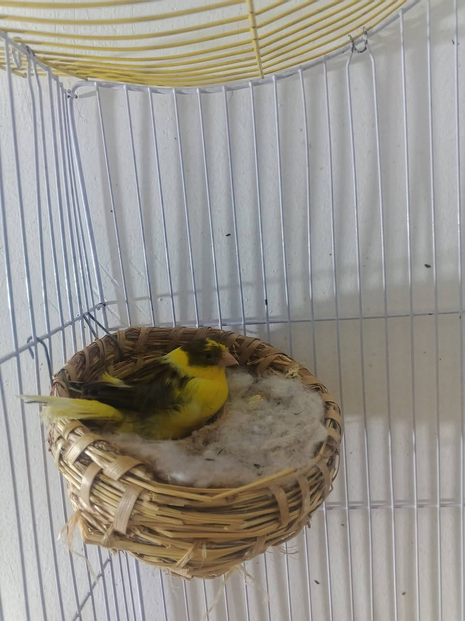 🕊️ زوج كناري مميز للبيع (الفحل مفتل) - مع القفص 🕊️
​
​الفحل: مفتل، صلاة على النبي قراية فول، وحالياً ساكت طبيعي لأن وياه النثية. بس تفصل النثية عنه يرجع يغرد ويفول.
​النثية: جاهزة ومأمنة، اليوم لو بعد باكر تبيض إن شاء الله.
​: البيع كامل مع القفص.
​
​السعر: 75 ألف دينار (قفل وبدون إحراج، السعر نهائي).
​المكان: ميسان - العمارة.
​للاستفسار أو الشراء، يرجى المراسلة على الخاص


**إذا كنت صاحب هذا الإعلان وتريد حذفه لأي سبب، رجاءا أرسل رسالة إلى الدعم الفني**
