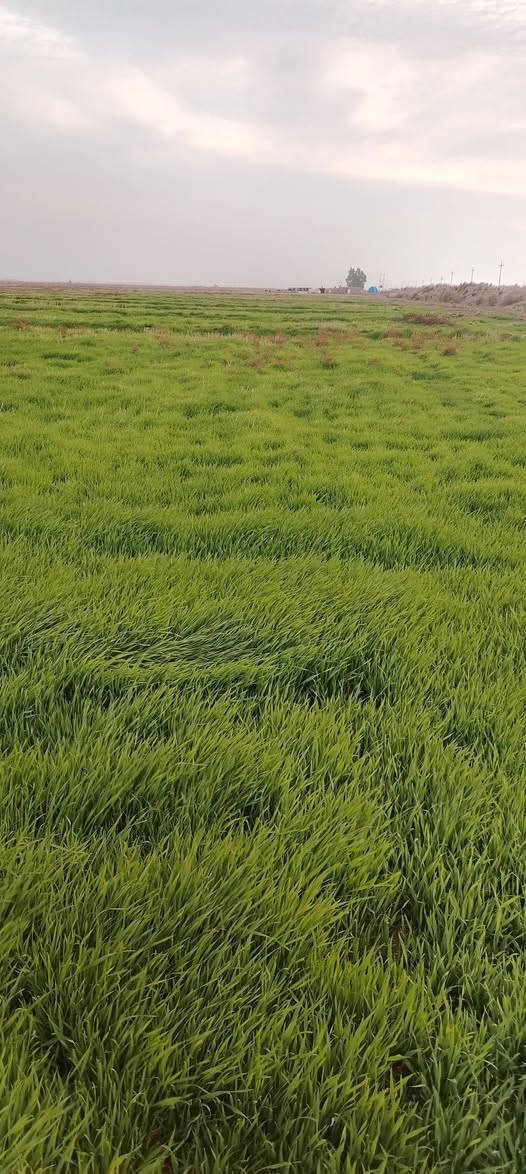 للبيع مساحه 100 واسط الحرار دلمج
***********
