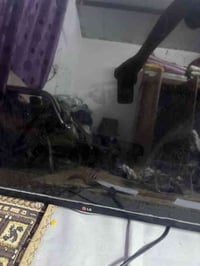 شاشة LG • باب أول • بدون عطل