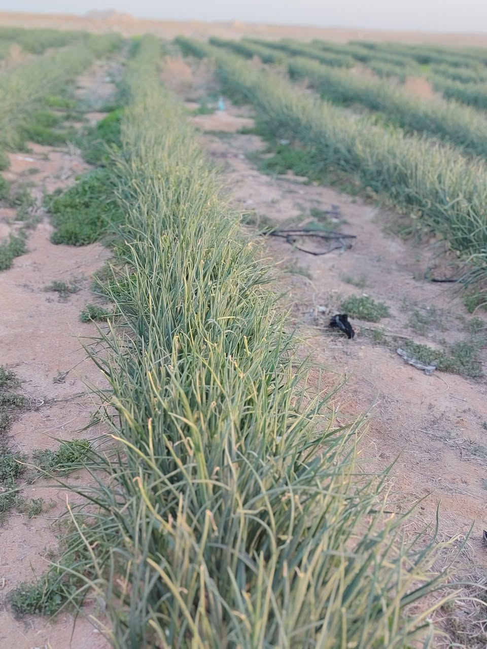 سلام عليكم 
مزرعه للبيع تتكون من 
بيوت عدد 2
ابار عدد 2
بيه محرك +كهرباء وطني 
جهاز كامل 
مكاني عمود 940
تبعد عن الشارع العام نجف كربلاء 10km
السعر 👇👇👇
.
.
.
.
.
.
.
.
.
.
.
.
.
 
 ***********

37مليون 
.
.
.
.
