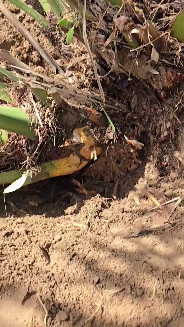 السلام عليكم
بيع مستعجل للوعود الكاذبة
متوفر أكثر من ٣٠ فسيله برحي من أم حرة وأم نسيجية 
مثل ما موضح بالفديو تغطية الفسائل وتكوين جذور 
السعر النهائي  ١٠٠ ألف 
ملاحظة ينباعن كلهن
المكان البصرة 
للإتصال ***********
