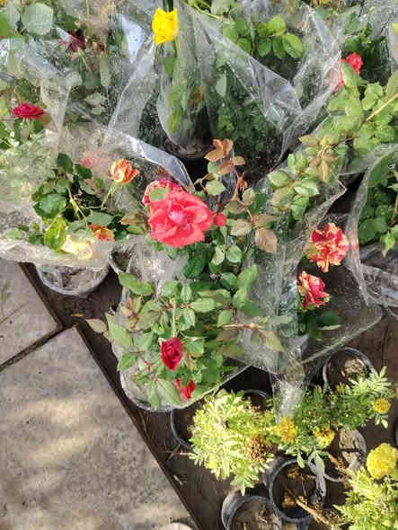 يعلن مشتل بركات الزهراء عليها السلام عن وصول مجموعة مميزة من الأشجار والورود المميزة كذلك توفر سماد مخصب سماد فرانكو الغني عن التعريف زورونا لتجدو كل ما هو جديد ونادر العنوان الديوانية الشافعية منطقة المعمل للإستفسار الاتصال على الأرقام التالية ***********او ***********او
