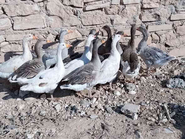 للبيع قاز عدد 15 نصحات فول صحه نشاط سمين سعر زوج 50 بي مجال فول مكان موصل جانب ايمن شراي يتصل ع رقم او يجي خاص 
***********
***********
