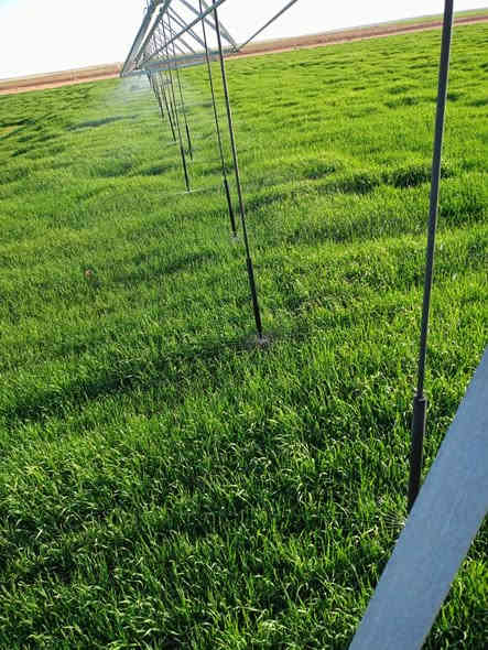 السلام عليكم أرض للبيع قرب سيطرة الحشد على الحج البري المساحه ٤٠٠ دونم بيها ثلاث مرشات محوريه ثنين منصبات ام ٦٠ دونم جاهزات من مولد وبئر وغطاس ومولدات
والمرشه ام ٨٠ ما منصبه بعدها ومرشتها موجوده
للاستفسار *********** النجف غير متواجد عله الفيس اخوني عقد كامل حته خطه مال زراعه كامل هايه السنه
